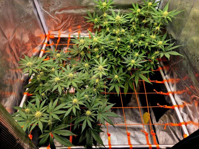 Mental Rainbow (CCG) Sweet Seeds. Week 8