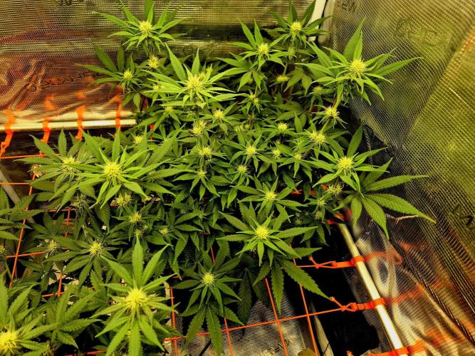 Mental Rainbow (CCG) Sweet Seeds. Week 8