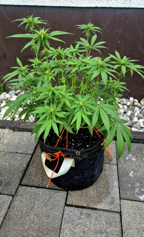 Blue Zushi Dutch Passion. Week 8