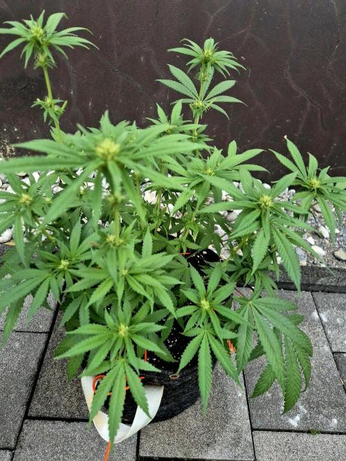 Blue Zushi Dutch Passion. Week 8