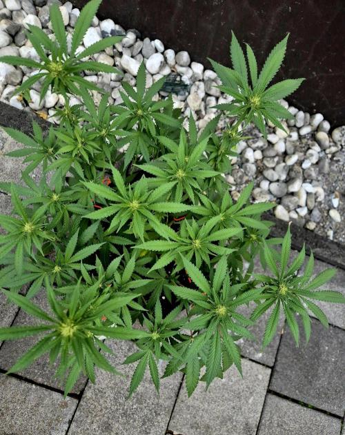 Blue Zushi Dutch Passion. Week 8