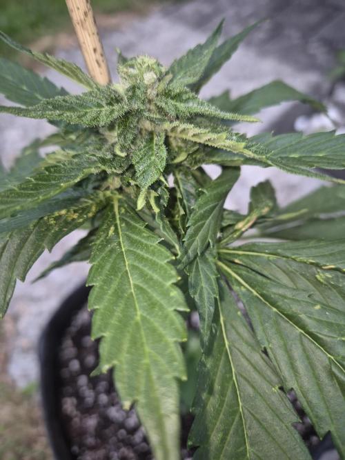 Tropicana Cookies Auto. Week 6