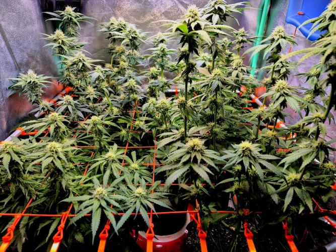 Purple overload (CCG) Sensible Seeds. Week 11