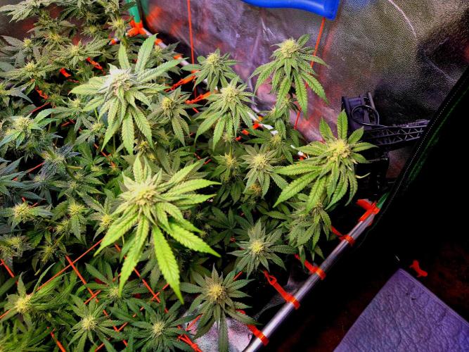 Purple overload (CCG) Sensible Seeds. Week 11