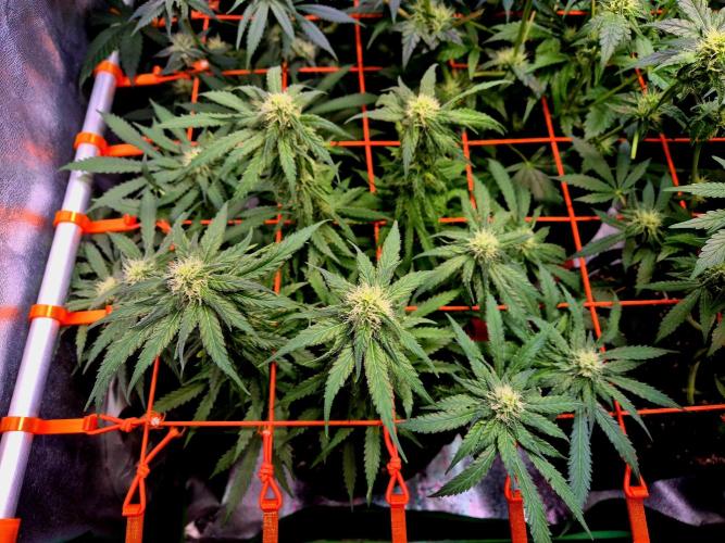 Wedding Cake (CCG) Sensible Seeds. Week 11