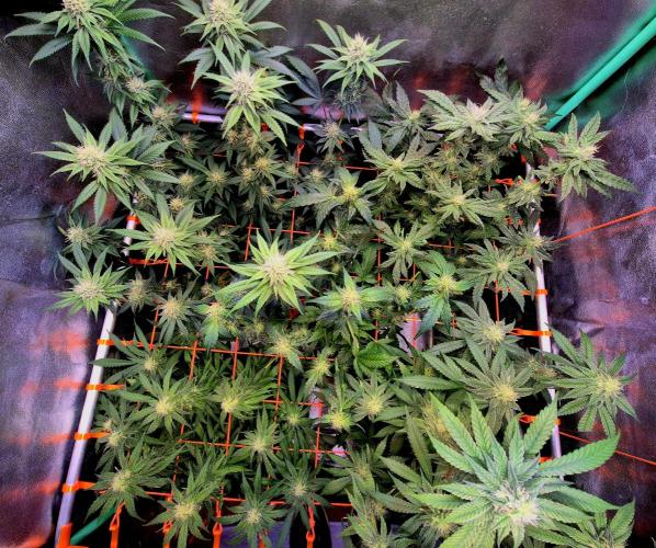 Wedding Cake. Week 11