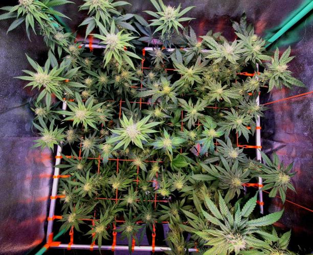 Pink Rozay Original Sensible Seeds. Week 11