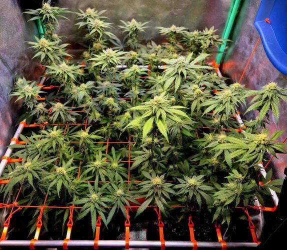 Pink Rozay Original Sensible Seeds. Week 11