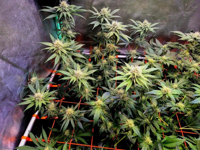 Pink Rozay Original Sensible Seeds. Week 11