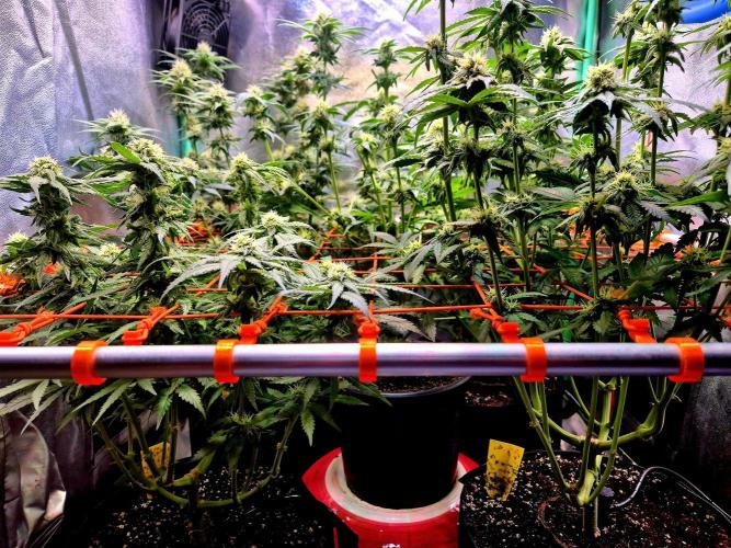 Pink Rozay Original Sensible Seeds. Week 11