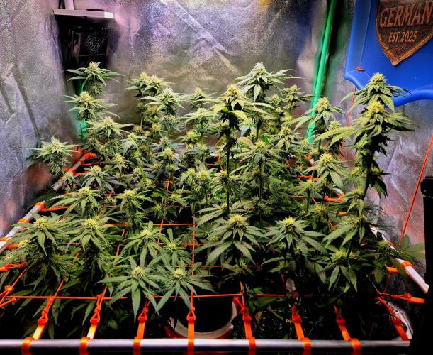 Pink Rozay Original Sensible Seeds. Week 11