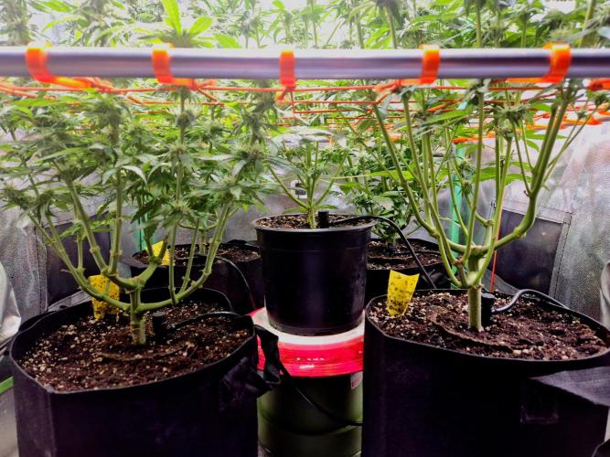 Fast buds (mini grow). Week 7