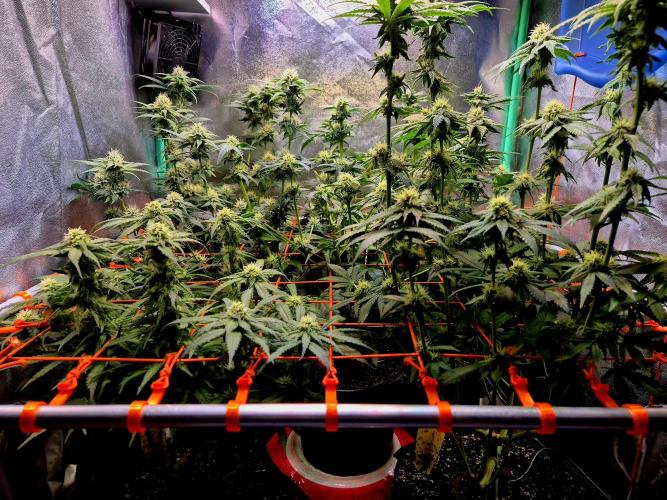 Fast buds (mini grow). Week 7