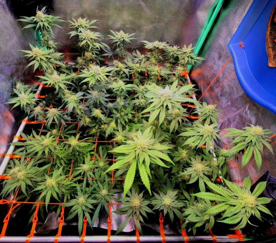 GG4 Sherbet FF. Week 7
