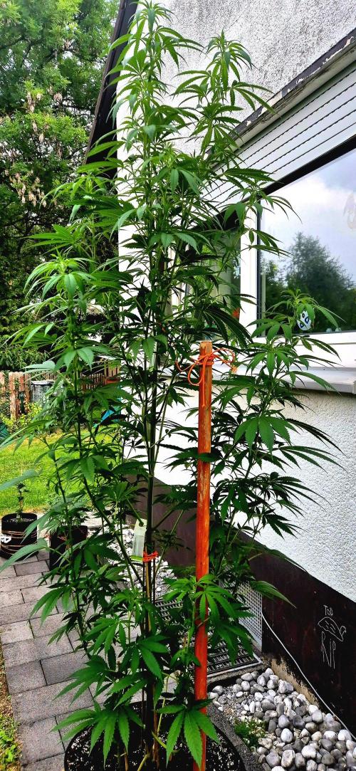 Garbage Lady (Big Mama). Week 17