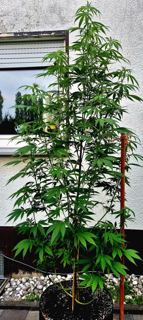 Garbage Lady (Big Mama). Week 17
