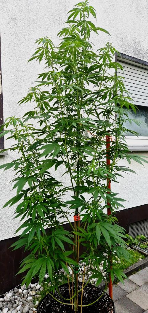 Garbage Lady (Big Mama). Week 17