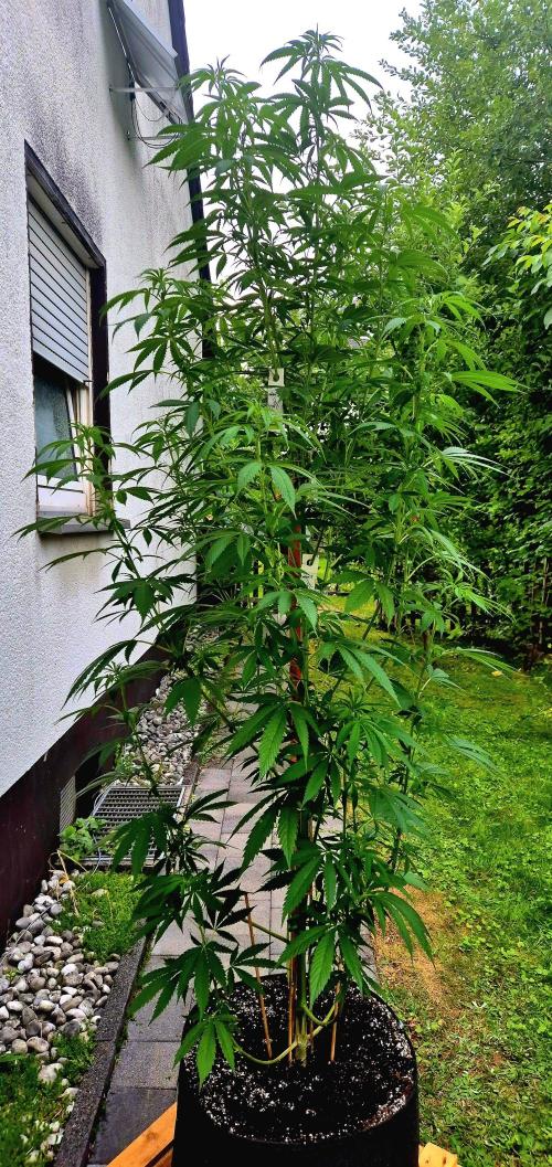 Garbage Lady (Big Mama). Week 17