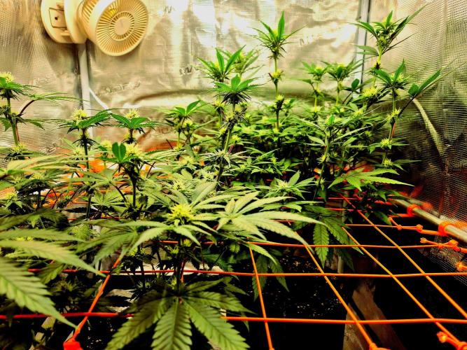 Mental Rainbow (CCG) Sweet Seeds. Week 8