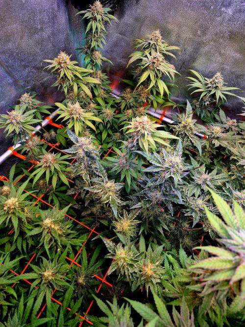 Fast buds (mini grow). Week 9
