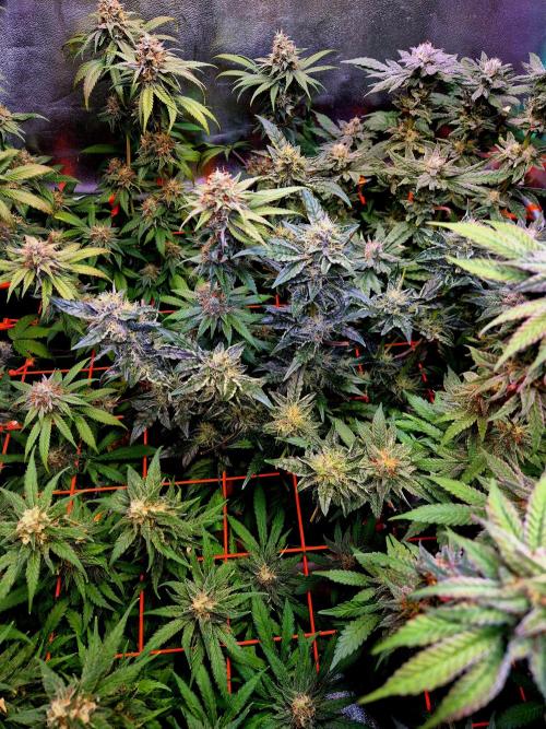 Fast buds (mini grow). Week 9