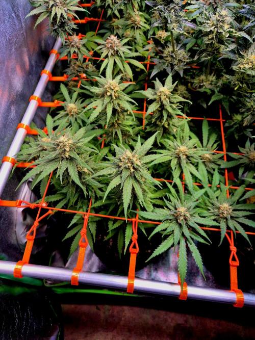 Wedding Cake (CCG) Sensible Seeds. Week 13