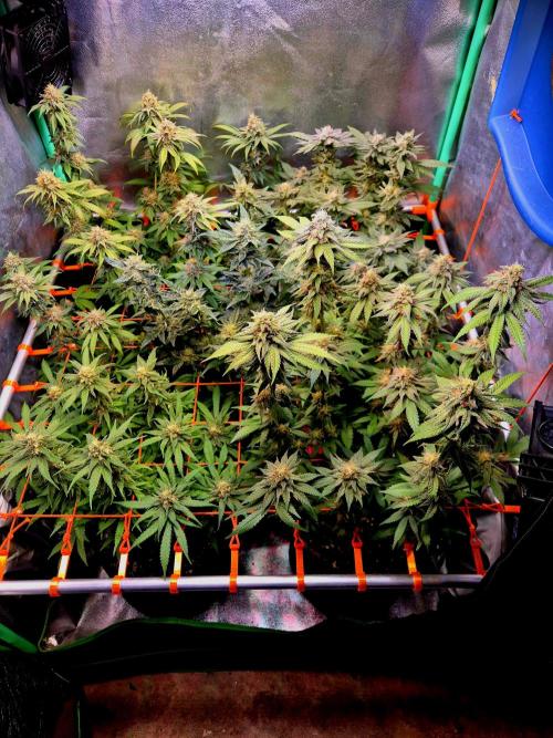 Wedding Cake (CCG) Sensible Seeds. Week 13