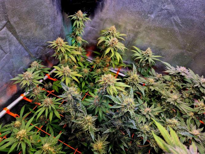 Pink Rozay Original Sensible Seeds. Week 13