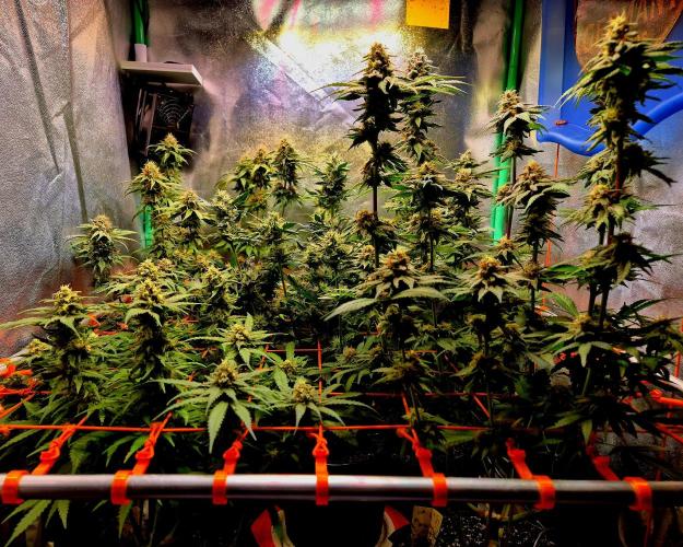 Pink Rozay Original Sensible Seeds. Week 13