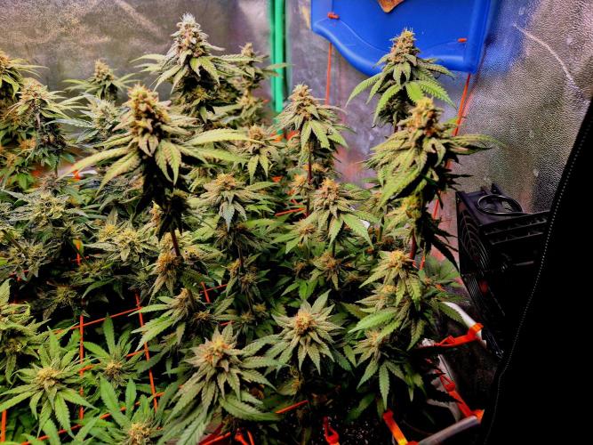 Purple overload (CCG) Sensible Seeds. Week 13