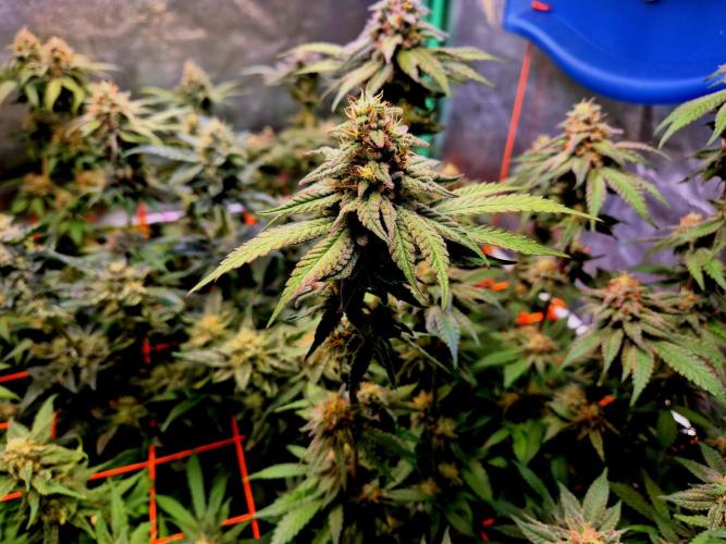 Purple overload (CCG) Sensible Seeds. Week 13