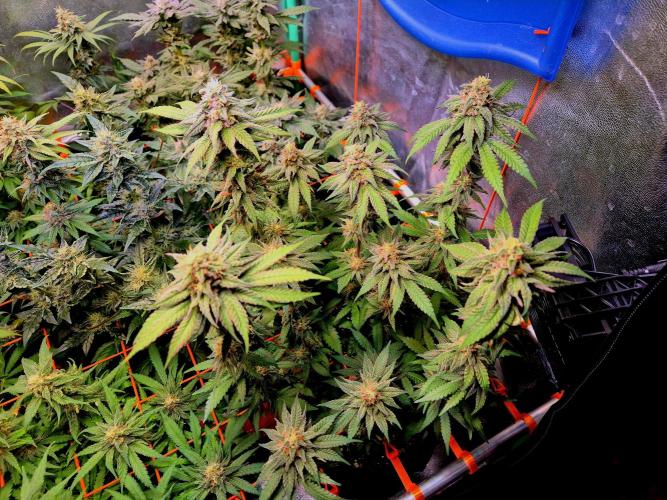 Purple overload (CCG) Sensible Seeds. Week 13