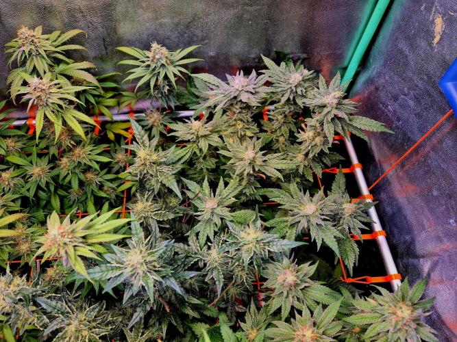 Papaya Stank (Elfi). Week 13