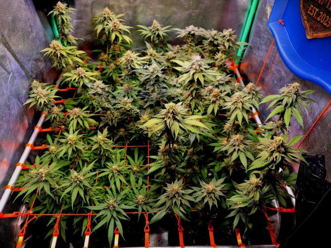 Papaya Stank (Elfi). Week 13