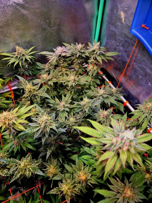 Papaya Stank (Elfi). Week 13