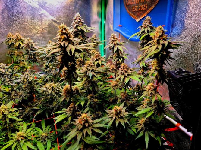 Purple overload (CCG) Sensible Seeds. Week 14