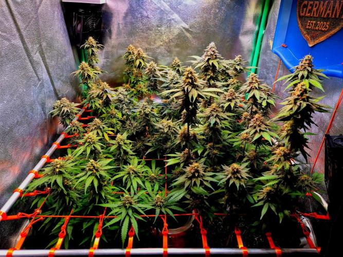 Purple overload (CCG) Sensible Seeds. Week 14