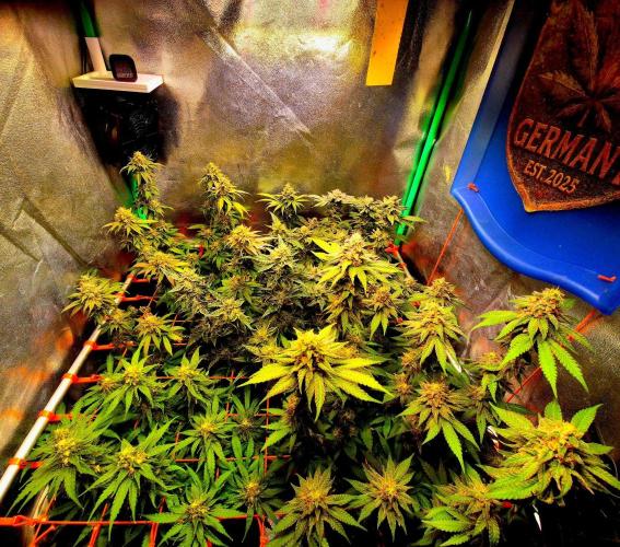 Purple overload (CCG) Sensible Seeds. Week 14