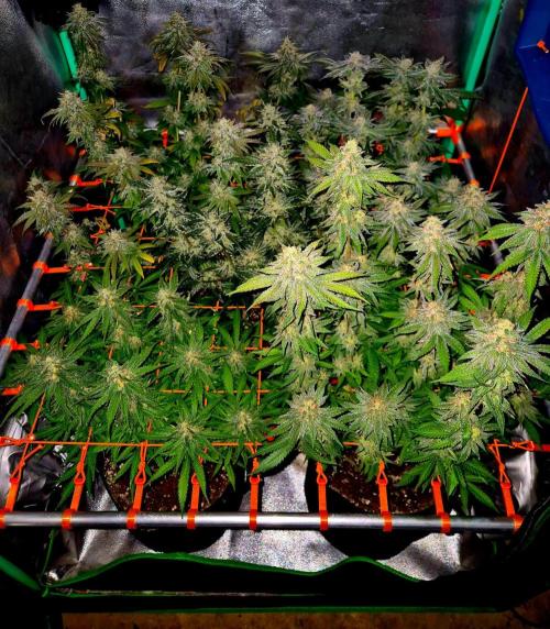 Papaya Stank (Elfi). Week 14