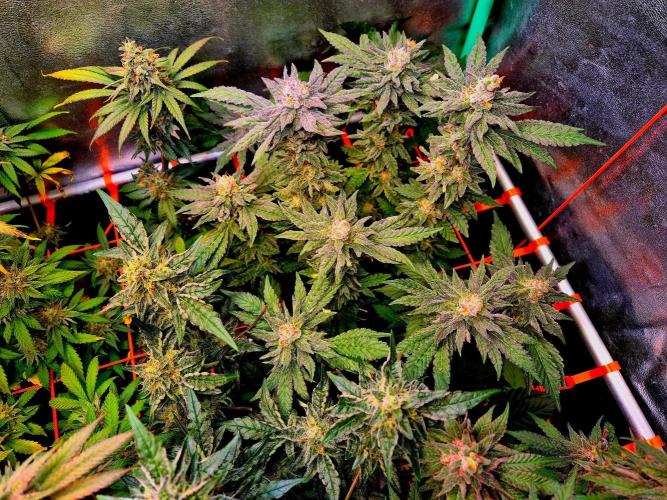 Papaya Stank (Elfi). Week 14
