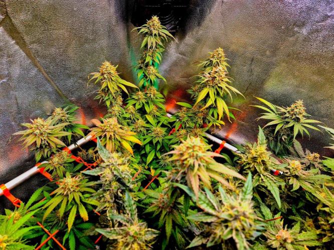 Pink Rozay Original Sensible Seeds. Week 14
