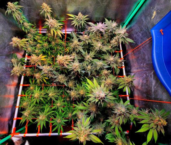 Pink Rozay Original Sensible Seeds. Week 14