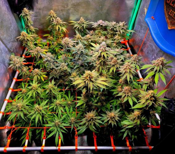 Wedding Cake (CCG) Sensible Seeds. Week 14