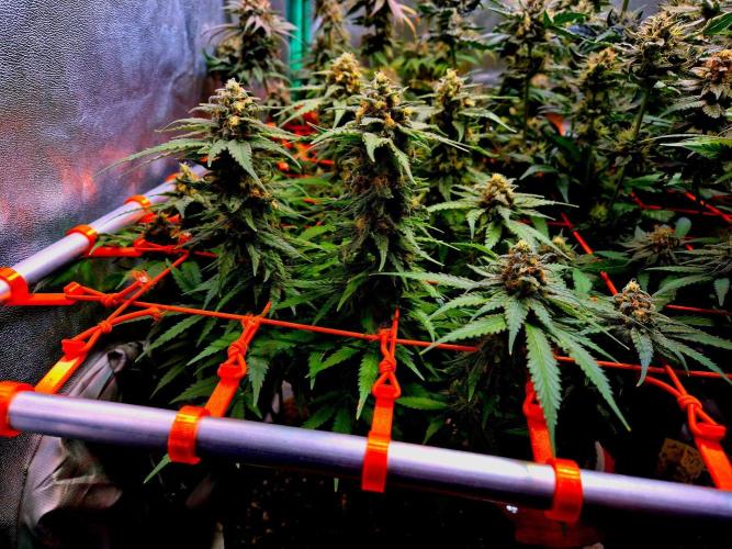 Wedding Cake (CCG) Sensible Seeds. Week 14