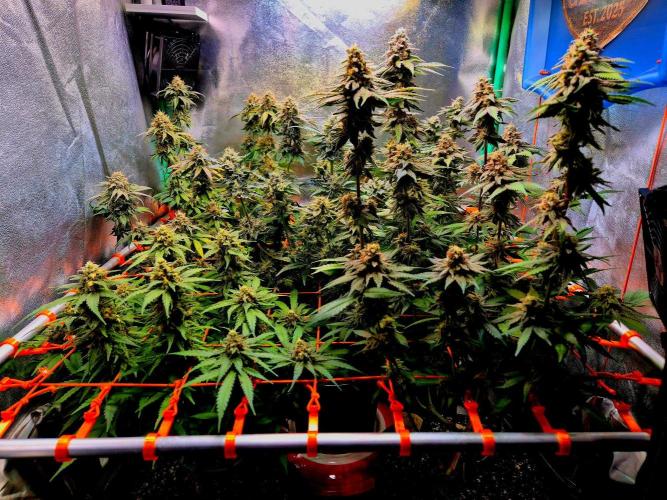 Wedding Cake (CCG) Sensible Seeds. Week 14