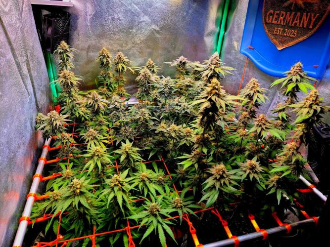 Fast buds (mini grow). Week 10