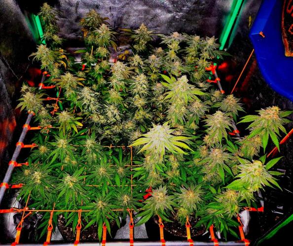 Fast buds (mini grow). Week 10