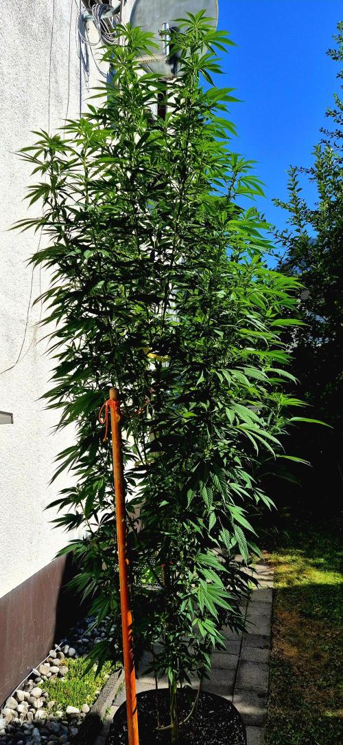 Garbage Lady (Big Mama). Week 20