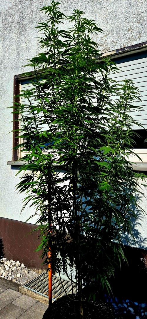 Garbage Lady (Big Mama). Week 20