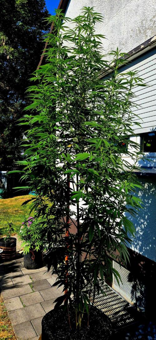 Garbage Lady (Big Mama). Week 20
